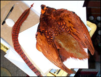 Pheasant Skin