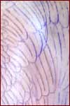 The inking on the left side, showing the pattern.